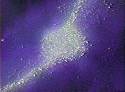 A tiny sampling of the vast Mazone caravan.