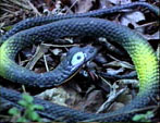 I'm a Big Ole' Anaconda!